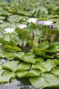 White Lotus flower bloom in pond,water lily in the public park. Royalty Free Stock Photo