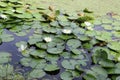 White lotus flower blooming on green leaves and water surface closeup in the pond. Royalty Free Stock Photo