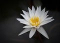 White lotus flower is blooming in the pool on a dark background. Water lily Royalty Free Stock Photo