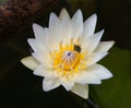 White Lotus Flower Blossom With Bee