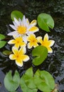 White Lotus Flower Blossom With Green Leaf In A Small Pond.