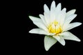 Lotus Flower Blossom Isolated On Dark Back Background. Closeup Bloom Waterlily On Back Color