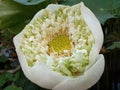 White Lotus Flower Blossom