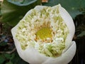 White Lotus flower blossom Royalty Free Stock Photo