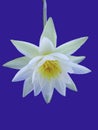 White lotus flower on blue background
