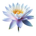 A white lotus flower with blue and purple petals and a green stem.