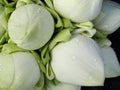 White Lotus Flower Bud