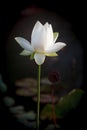 White Lotus Flower Carroll Creek Frederick Maryland