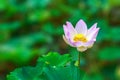 White Lotus Flower Charmingly Bloom Alone with Green Background Royalty Free Stock Photo