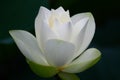 White Lotus Flower Royalty Free Stock Photo