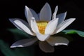 White lotus flower, beauty in Nature