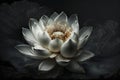 white lotus flower dark background Generative AI Royalty Free Stock Photo