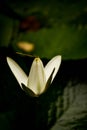 White lotus flower on a dark background. Shallow depth of field. Royalty Free Stock Photo