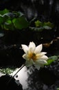 White lotus flower in dark background Royalty Free Stock Photo