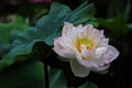 White lotus flower in dark background Royalty Free Stock Photo