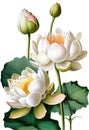 White lotus flower drawing isolated on white background. Watercolor, hand drawn style, ai generation