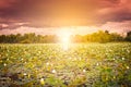 White lotus flower fields background