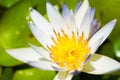 White lotus flower full bloom Royalty Free Stock Photo