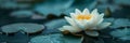 White lotus flower fully blooms amidst dark green lily pads on tranquil water, with visible water droplets on its petals Royalty Free Stock Photo