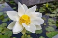 White lotus flower in a pond Royalty Free Stock Photo