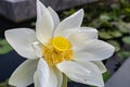 White lotus flower in a pond Royalty Free Stock Photo