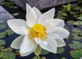 White lotus flower in a pond Royalty Free Stock Photo