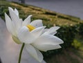 White lotus flower in a pond Royalty Free Stock Photo