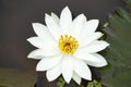 White Lotus flower of genus Nelumbo, Maharashtra, India