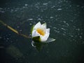 White lotus flower with green leaves floating on lake. Lotus blossoms or water lily flowers blooming on pond. Beautiful reflection Royalty Free Stock Photo