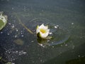 White lotus flower with green leaves floating on lake. Lotus blossoms or water lily flowers blooming on pond. Beautiful reflection Royalty Free Stock Photo