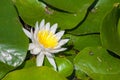 White lotus Royalty Free Stock Photo