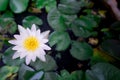 White lotus flower has yellow stamens in basin Royalty Free Stock Photo