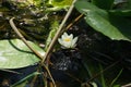 White lotus flower at Hutovo Blato bird reserve