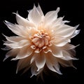 White lotus flower isolated on black background. Flowering flowers, a symbol of spring, new life Royalty Free Stock Photo