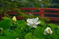 White lotus flower, Kyoto Japan.