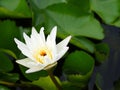 White lotus flower on a lakeside Royalty Free Stock Photo