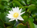 White lotus flower on a lakeside Royalty Free Stock Photo