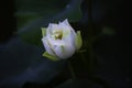 A white lotus flower in the lotus pool Royalty Free Stock Photo