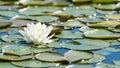 White lotus flower and lush foliage in natural lake Royalty Free Stock Photo
