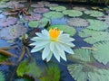 white lotus flower in the middle of a fish pond