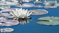 White lotus flower on mirror blue pond surface Royalty Free Stock Photo