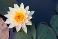 The white lotus flower in the peaceful pond,Top view