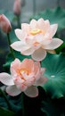 White lotus flower with pink edges blooms majestically, showcasing its detailed center against a backdrop of soft-focus green