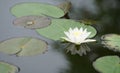 White lotus flower in pond with beautiful shadow in the water Royalty Free Stock Photo