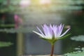 White lotus flower pond in a pastel-style with light fair