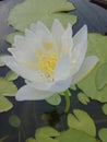 White lotus flower by the pond
