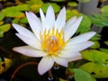 White lotus flower in the pool Dark background Royalty Free Stock Photo