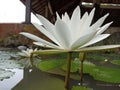 White lotus flower. Side view of white water lily blossom on a pool. Surrounding with green leaves background on the water.