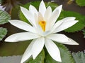 White lotus flower. Side view of white water lily blossom on a pool. Surrounding with green leaves background on the water.