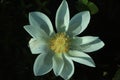 White lotus flower with soft morning light in a pond Royalty Free Stock Photo